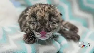 Rare Leopard born