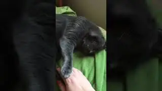 Don't Disturb |#catlover #shorts #cat #catvideos