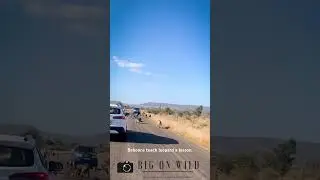 Battle of leopard and baboons in Kruger National park. 🎥 @big_on_wild #safari #leopard #africa