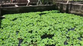 Growing Water Lettuce (pistia stratiotes)