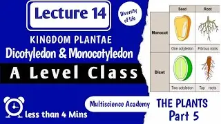 Plant Kingdom Part 5 - Angiosperms| Dicotyledon and Monocotyledon