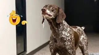 Hilarious Dogs That Will Make You Laugh Instantly 😂🐶 Funny Dog Video 2026