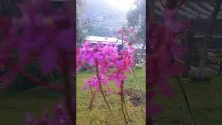 Beautiful flower beautiful memory capture with heart. location Indonesia #flowers #nature