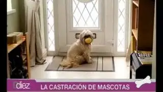 Ddiez | Secci&oacute;n Mascotas: Castraci&oacute;n