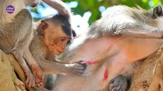 So sad Little Monkey Pey Pey hungry milk but she scare Mama she dare not to ask for milk Mama