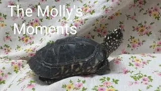 The Molly's Moments - Black Spotted Pond Turtle