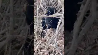 Bees Sting Her Butt
