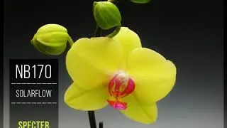 SolarFlow - India Calling (Original Mix)