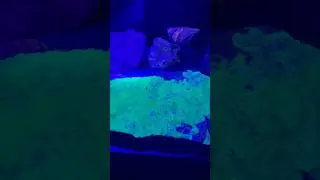 Did you know that some gems and minerals glow under UV light? #glowingrocks #sciencefacts￼