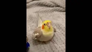 Beatboxing cockatiel.. 😅