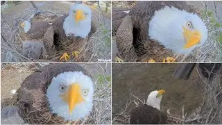 SWFL EAGLE CAM 2026.1.11 😄F23 was looking at her own face reflected in the lens of Cam 2.