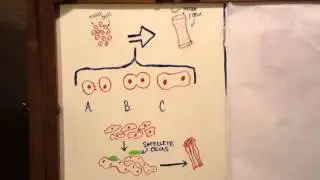 Satellite cells