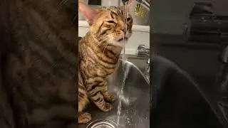 #bengal #cat #fun #saturday #goodvibes