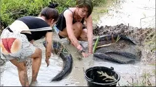 catch fish on rice field - net fishing In Siem Reap Province - Khmer Cast Net Fishing
