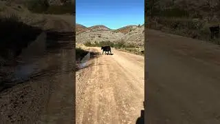 New running buddy