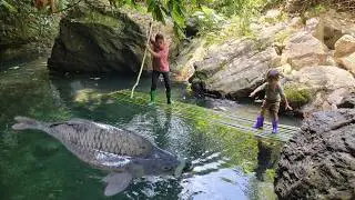 full video: Meet giant fish in the wild. Primitive fish catching skills. Caught many giant fish
