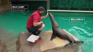 Rescue Stories | #VanAqua Moments