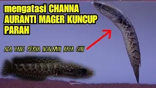 Penanganan_channa auranti super mager_ngambang ekor turun