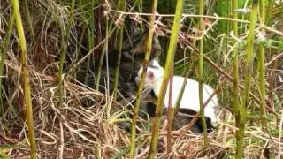 Queen Cat Suckles Kittens
