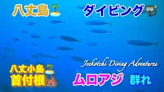 八丈島🏝ダイビング🤿八丈小島🏝首付根🪸ムロアジ群れ😆👍2025年9月