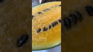 10 facts you need to know about yellow watermelon 👇🏼