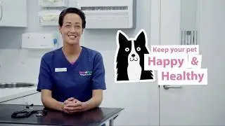 How To Spot and Treat Kennel Cough In Dogs | Vets4Pets