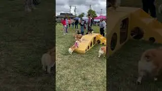 Corgipalooza - Gracie and Izzy 3