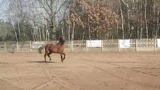 Cansjer W stallion for sale
