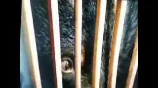 Moonbears and the Animals Asia foundation saving them