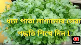 2026এর ধনে পাতা লাগানোর সেরা পদ্ধতি শিখে নিন l#viralvideo 400k