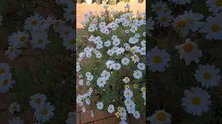 White Daisy Flowers #youtubeshorts #shortsvideo #shortsyoutube