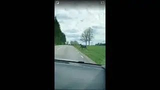 En &auml;lg och hennes nyf&ouml;dd kalv som f&ouml;rs&ouml;ka ta sig &ouml;ver v&auml;gen حيوان الموض وصغيره