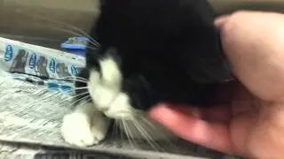 Warm Fuzzy's Cat Rescue 10/18/12