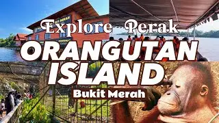 Orang Utan Island | Things to do in Perak | Malaysia