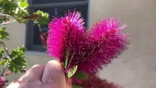 Purple Bottlebrush, Callistemon jeffersii