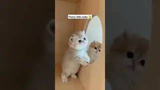 pretty little baby cat video/billi ki videos #catvideo #animals #city #catbaby