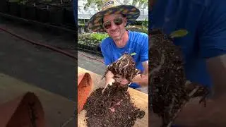 I Dug up a Canna Tuber to see How It Grows...See What's Underneath the Soil