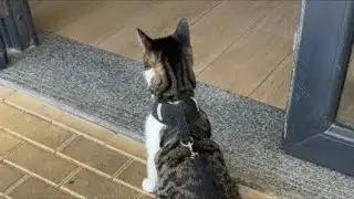 Кот Муркисс в кафе Sofi