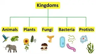 Five Kingdom classification by Robert Whittaker biology for class ix|Sindhi language