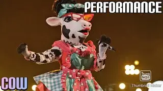 Cow Performs 