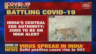 Central Zoo Authority Issues Advisory After Tiger In Bronx Tests Positive For Covid19