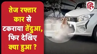 Viral Video: Leopard हुआ हाईवे पर हादसे शिकार, Pune Nashik Highway की घटना | Wildlife | Accident