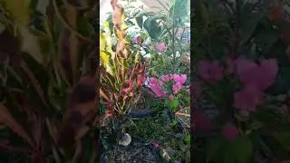 TWISTED LEAVES#shorts