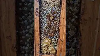 Native bee observation hive. Austroplebeia australis