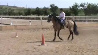 Caballos PRE