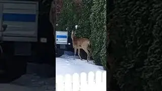 Спасателей вызвали помочь косуле, забредшей во двор жилого дома