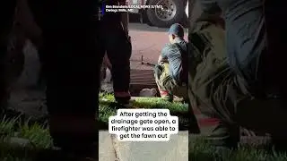 Firefighters rescue fawn trapped in sewer drain