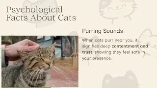 Does your cat love you?