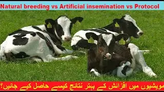How to get better breeding results in Cattle | Breading result HRM Dairies | Dr.Sajid