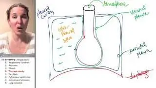 Breathing 4- Thoracic cavity